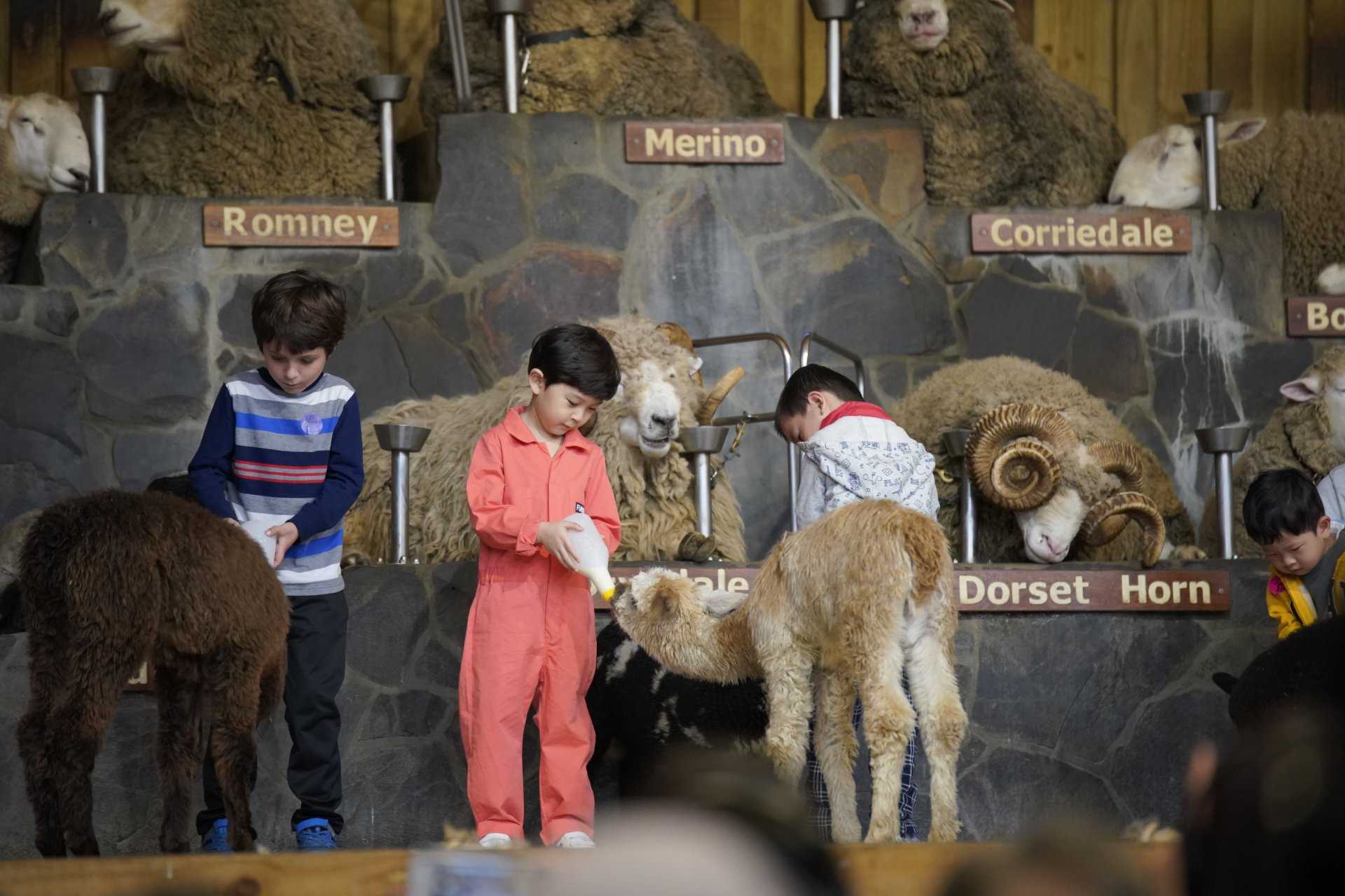 New Zealand: Agrodome