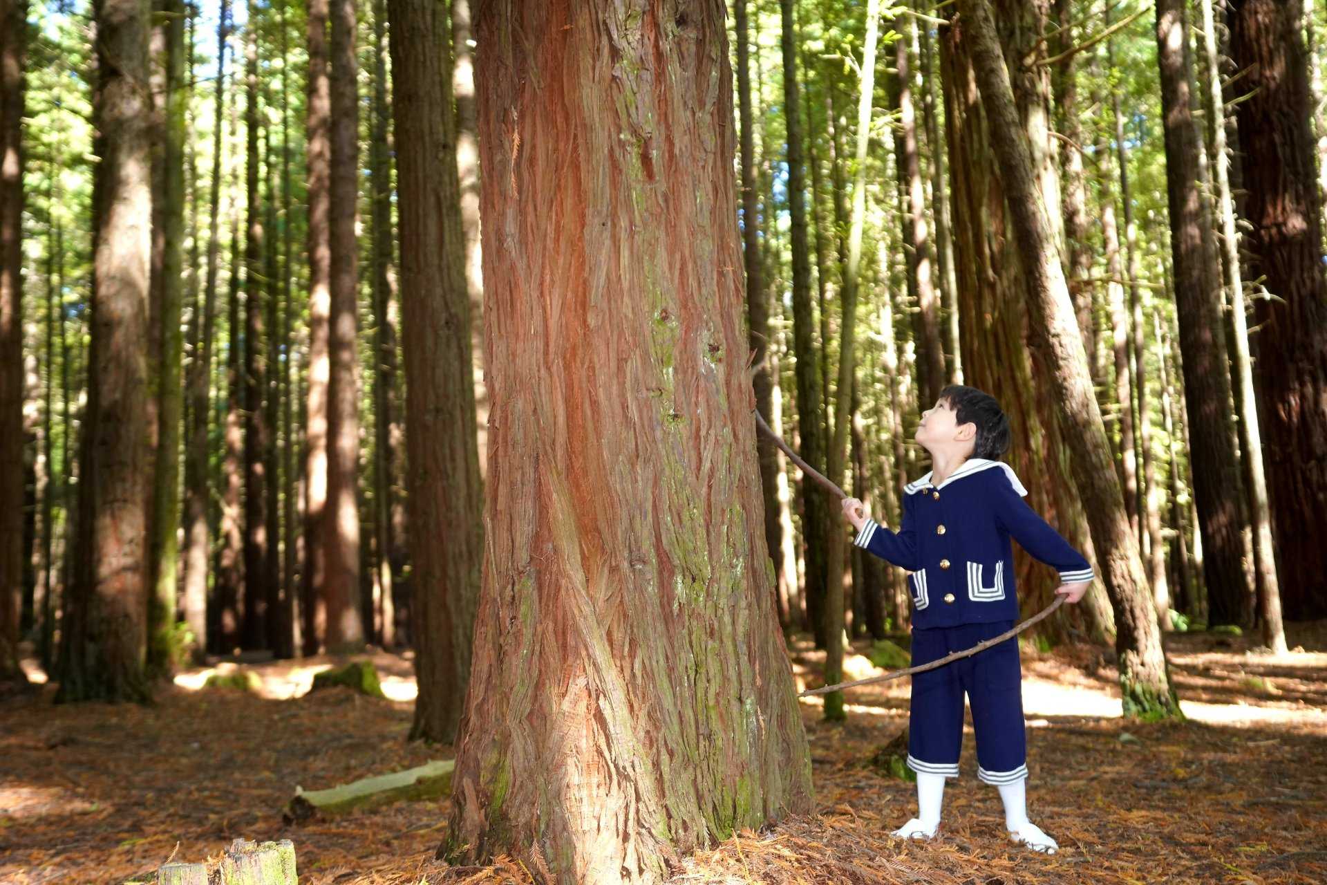 New Zealand: Redwood Tree Walk