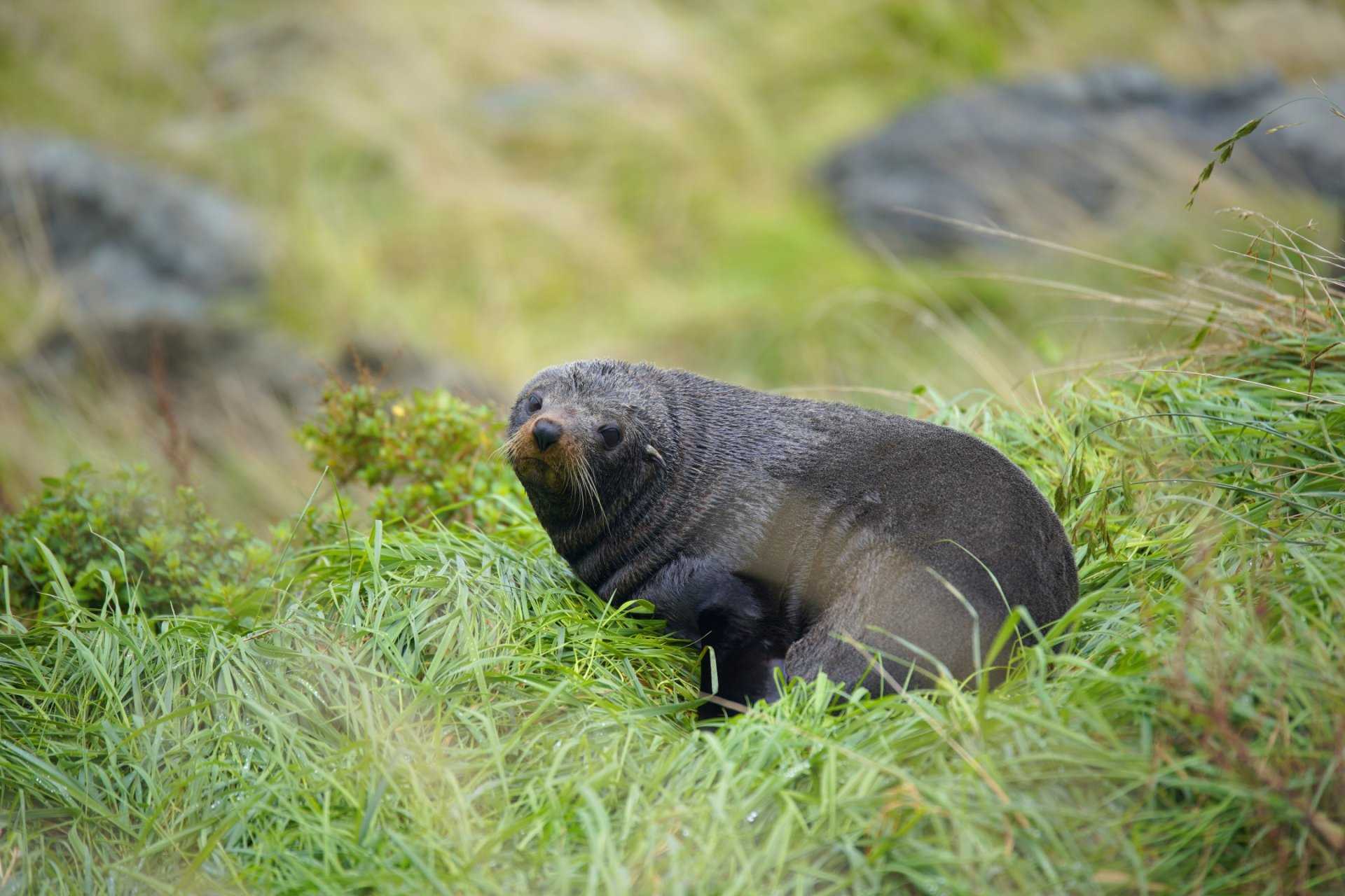 New Zealand: Heading To South Island