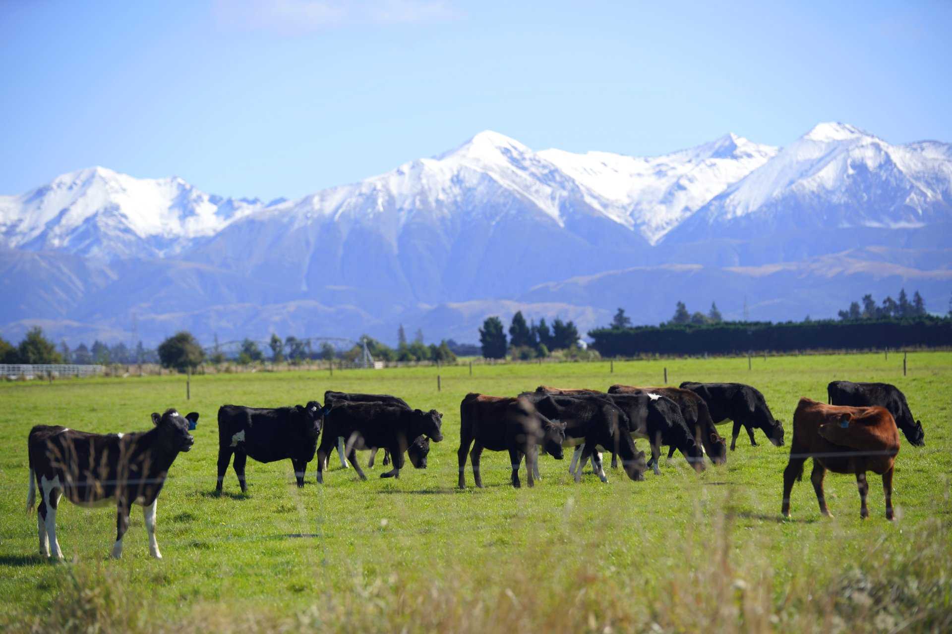 New Zealand: 남섬의 흔한 풍경